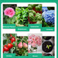 💥Kaufen Sie 3 und erhalten Sie 5 gratis-Flüssige Lösung zur Aktivierung von Pflanzen und Blumen