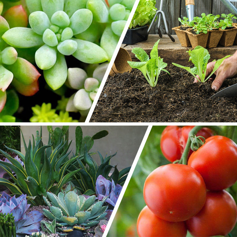 🌿🔋 Slow Release Tablet Fertilizer! 6 months of long-lasting nutrients, 0 mistakes for lazy people to raise flowers 💧!