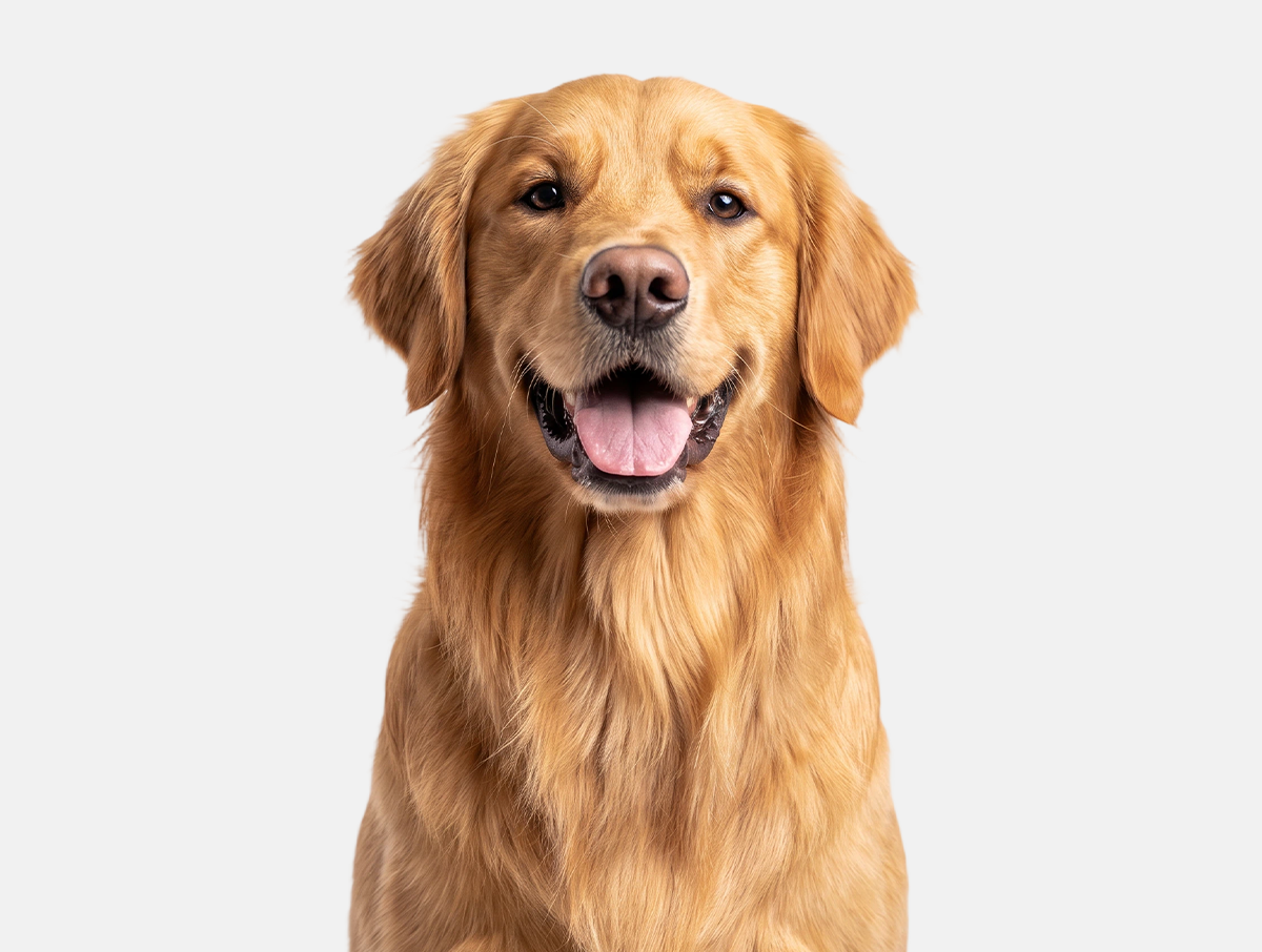 Coat after grooming