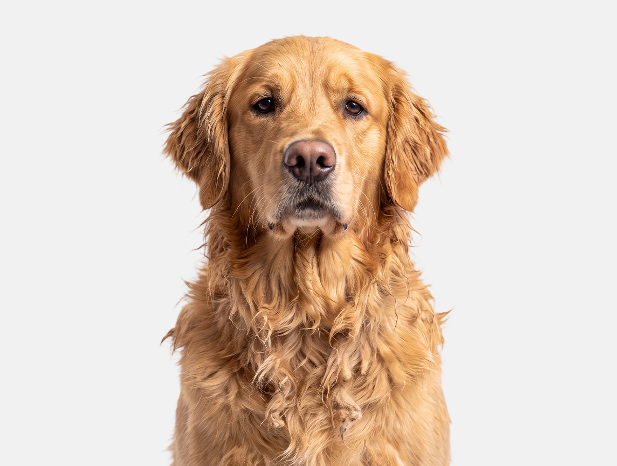 Coat before grooming