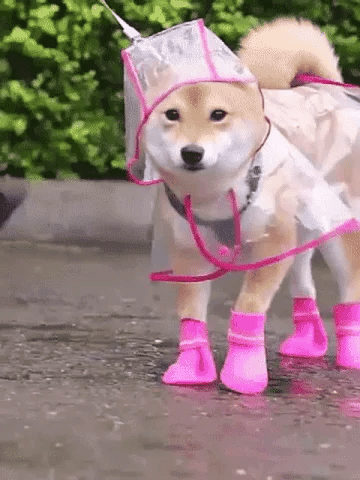 💥2026 HOT SALE💞50K+ SOLD! ✨ 50% OFF!💥Transparent Raincoat For Dog