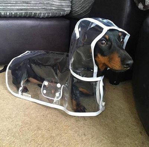 💥2026 HOT SALE💞50K+ SOLD! ✨ 50% OFF!💥Transparent Raincoat For Dog