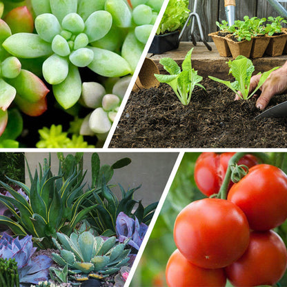 🌿🔋 Slow Release Tablet Fertilizer! 6 months of long-lasting nutrients, 0 mistakes for lazy people to raise flowers 💧!