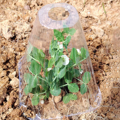 🔥Buy 20 Get 20 Free🔥 Seedling Protective Covers — Thickened PET Material — Protects Young Plants Against Birds and Frost Damage